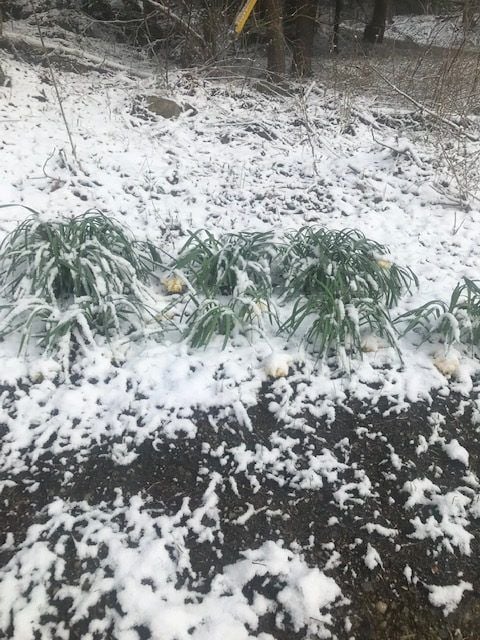 Daffodils-Under-Snow-rotated