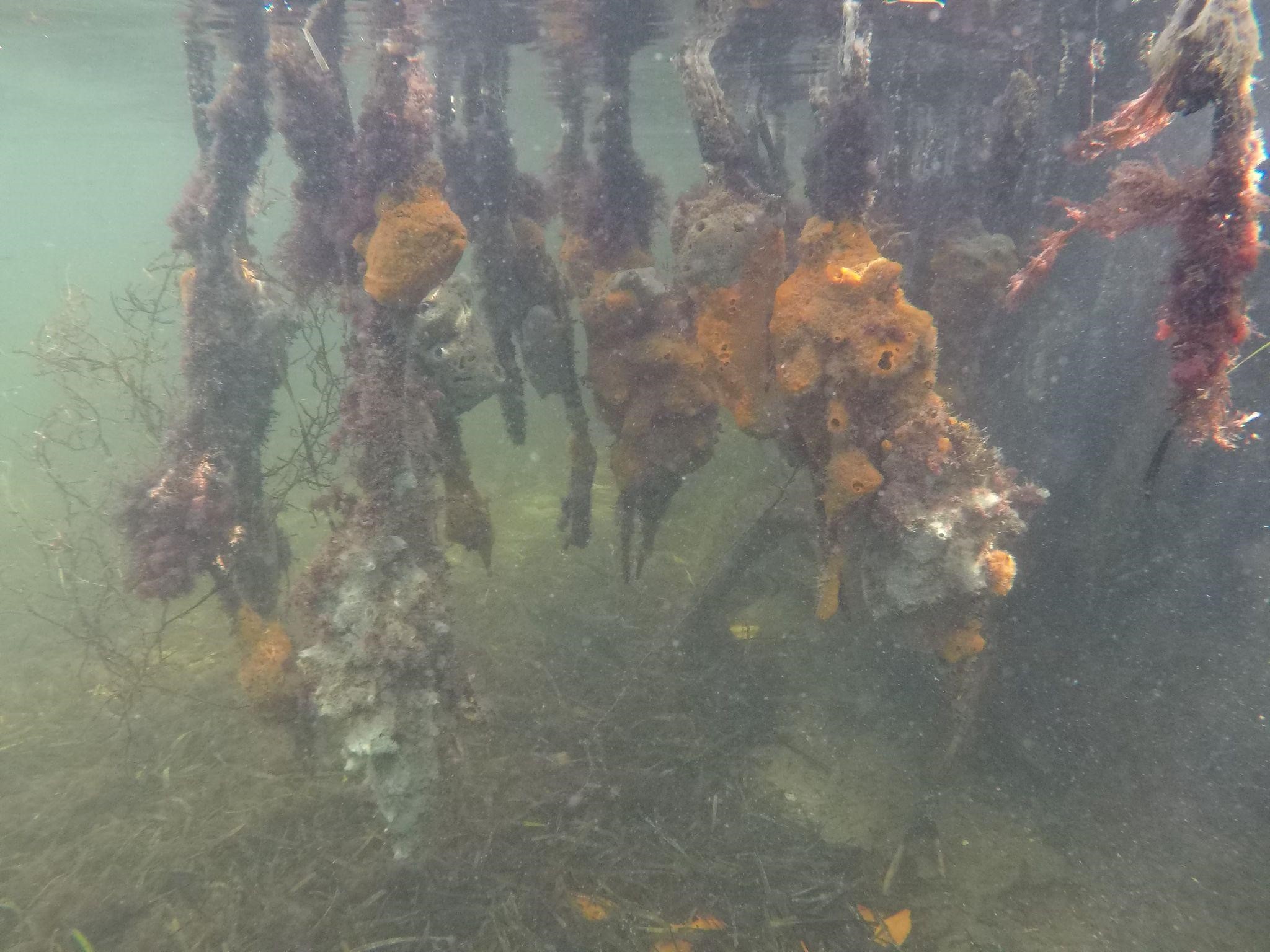 South Florida 6 Coral Reef Ecology Deerfield Academy