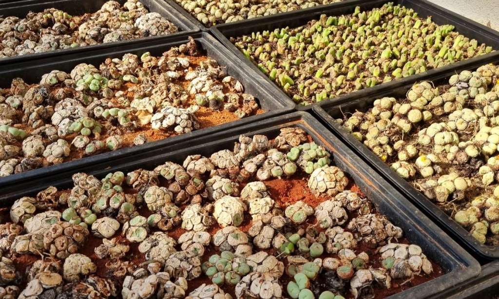 Photo Credit World Wildlife Fund South Africa of confiscated poached succulents