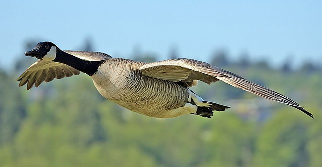 Canada_goose_flight_cropped_and_NR