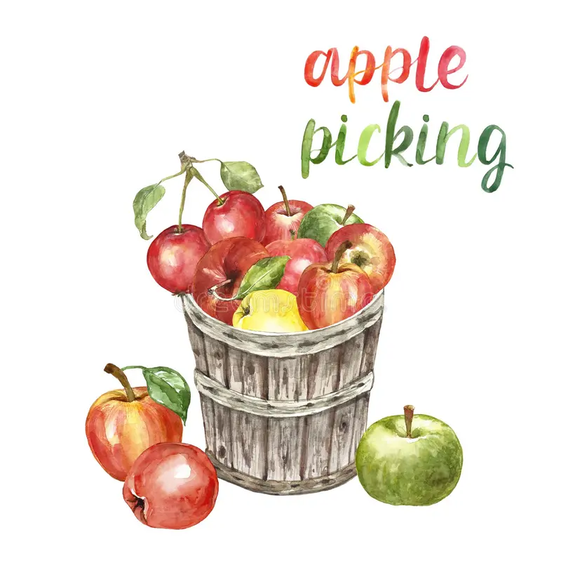 watercolor-apple-picking-illustration-autumn-harvest-illustration-fresh-red-apples-wooden-basket-isolated-watercolor-157603270.jpg