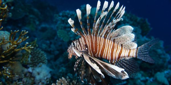 lionfish-stock-med